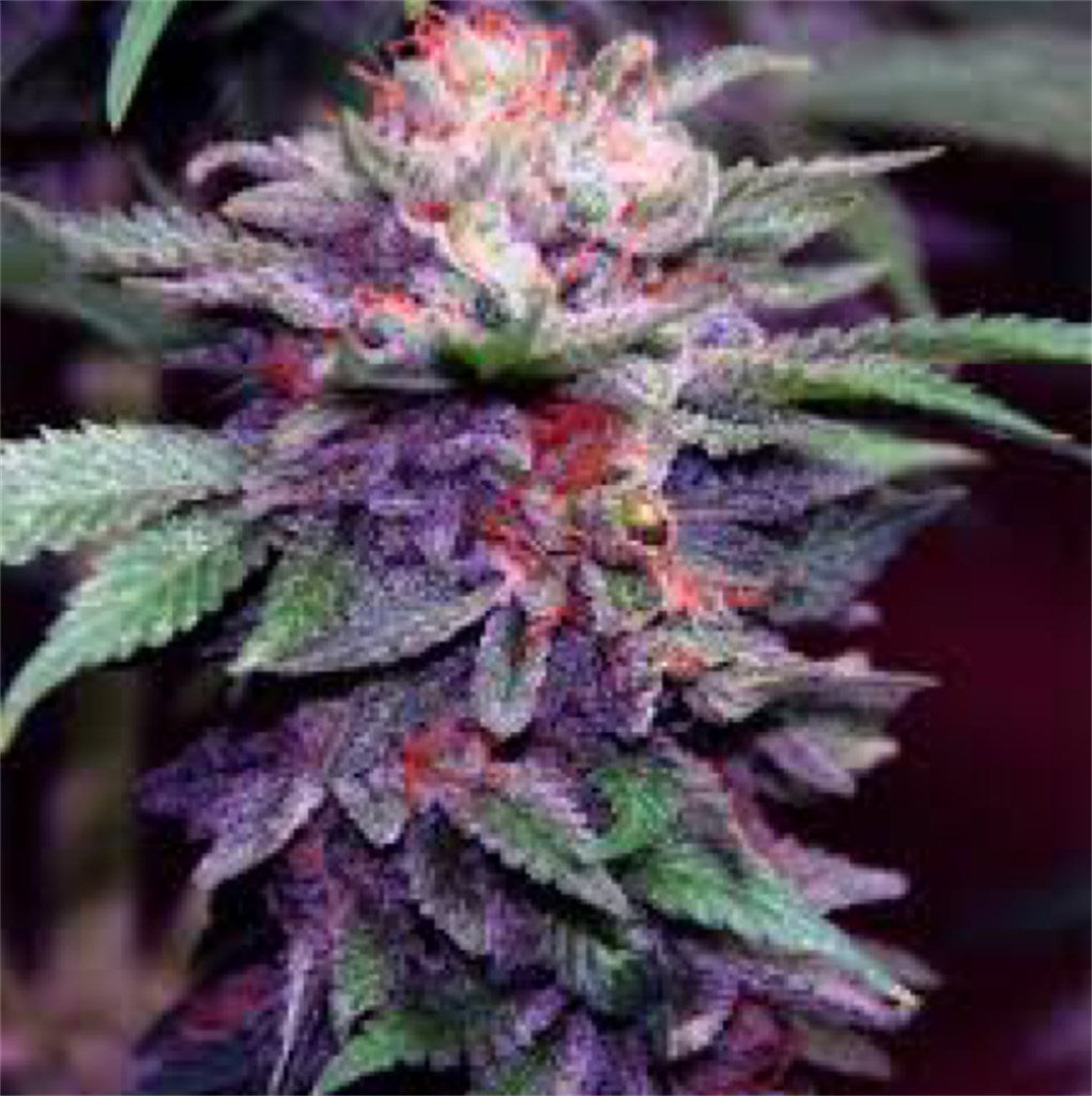 Granddaddy Purple Cannabis Strain