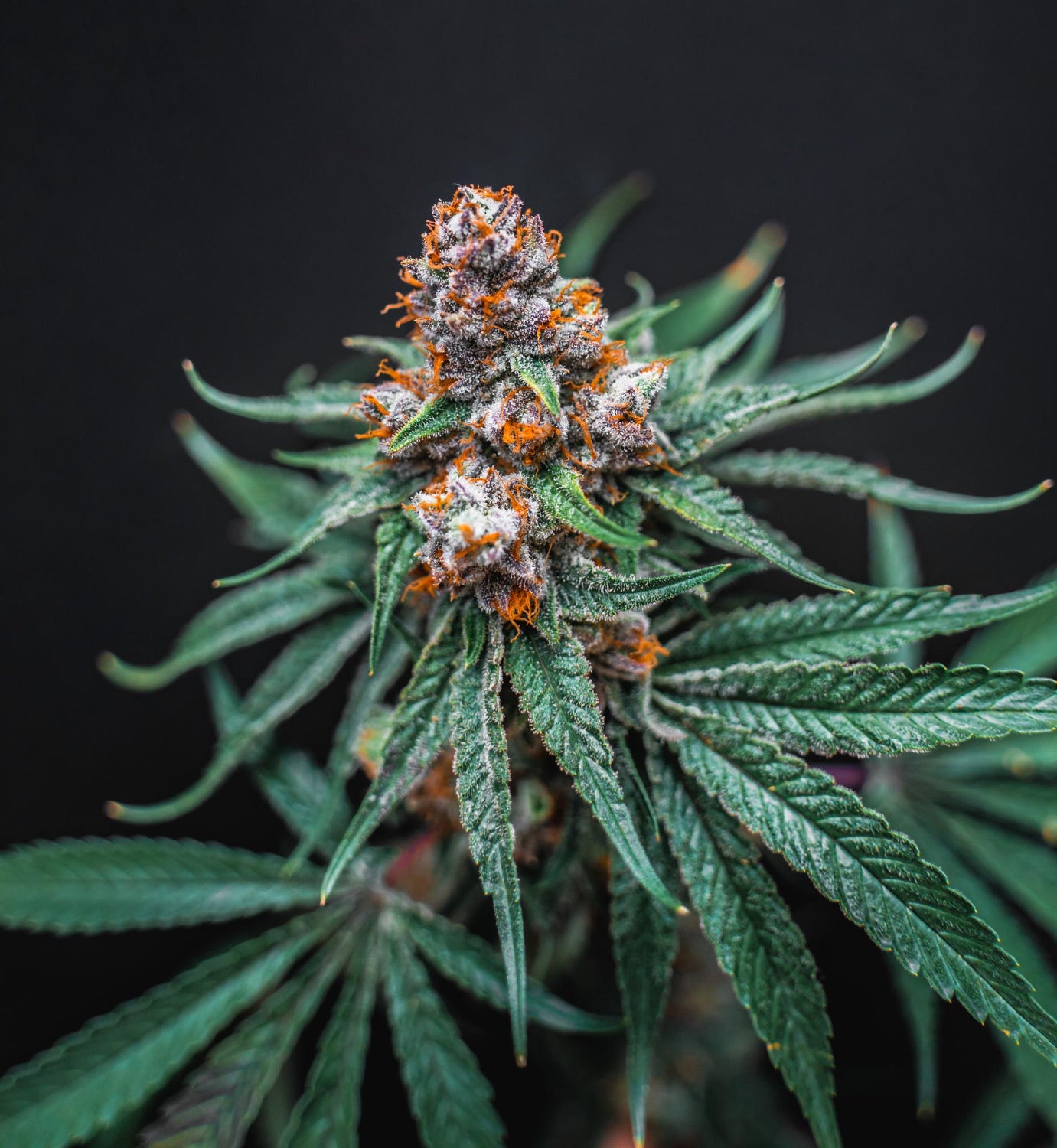 Cannabis Flower Bud