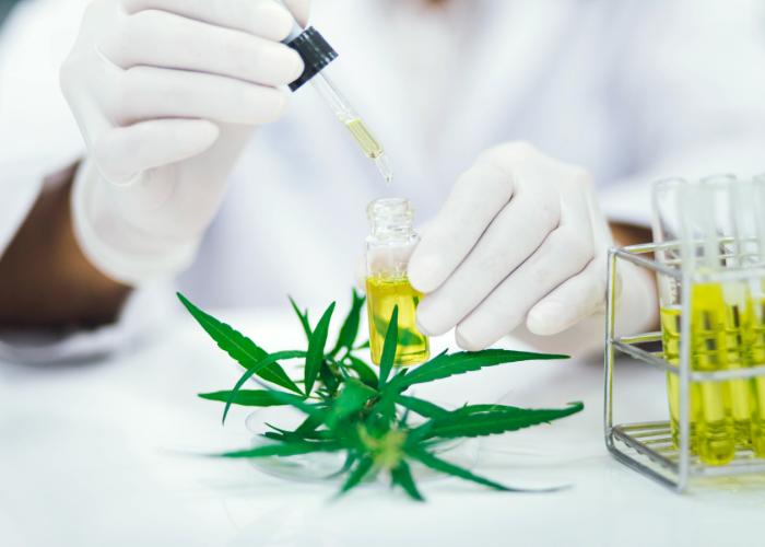 Cannabis plant and a cannabis extract